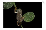 Pachymedusa dacnicolor (Mexican leaf frog) by Anonymous