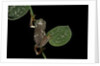 Pachymedusa dacnicolor (Mexican leaf frog) by Anonymous