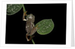 Pachymedusa dacnicolor (Mexican leaf frog) by Anonymous