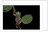 Pachymedusa dacnicolor (Mexican leaf frog) by Anonymous