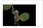 Pachymedusa dacnicolor (Mexican leaf frog) by Anonymous