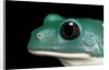 Pachymedusa dacnicolor (Mexican leaf frog) by Anonymous