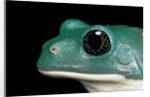 Pachymedusa dacnicolor (Mexican leaf frog) by Anonymous