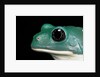 Pachymedusa dacnicolor (Mexican leaf frog) by Anonymous