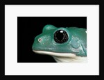 Pachymedusa dacnicolor (Mexican leaf frog) by Anonymous