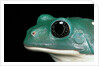 Pachymedusa dacnicolor (Mexican leaf frog) by Anonymous