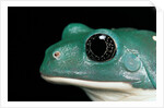 Pachymedusa dacnicolor (Mexican leaf frog) by Anonymous