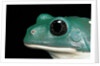 Pachymedusa dacnicolor (Mexican leaf frog) by Anonymous