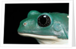Pachymedusa dacnicolor (Mexican leaf frog) by Anonymous