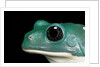 Pachymedusa dacnicolor (Mexican leaf frog) by Anonymous