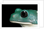 Pachymedusa dacnicolor (Mexican leaf frog) by Anonymous