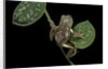 Pachymedusa dacnicolor (Mexican leaf frog) by Anonymous