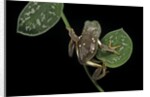 Pachymedusa dacnicolor (Mexican leaf frog) by Anonymous