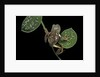 Pachymedusa dacnicolor (Mexican leaf frog) by Anonymous