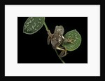 Pachymedusa dacnicolor (Mexican leaf frog) by Anonymous