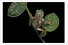 Pachymedusa dacnicolor (Mexican leaf frog) by Anonymous