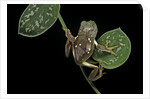 Pachymedusa dacnicolor (Mexican leaf frog) by Anonymous