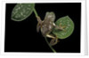 Pachymedusa dacnicolor (Mexican leaf frog) by Anonymous