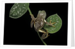 Pachymedusa dacnicolor (Mexican leaf frog) by Anonymous