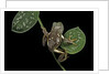 Pachymedusa dacnicolor (Mexican leaf frog) by Anonymous
