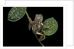 Pachymedusa dacnicolor (Mexican leaf frog) by Anonymous