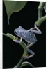 Pachymedusa dacnicolor (Mexican leaf frog) by Anonymous