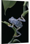 Pachymedusa dacnicolor (Mexican leaf frog) by Anonymous