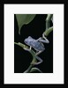 Pachymedusa dacnicolor (Mexican leaf frog) by Anonymous