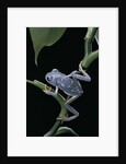 Pachymedusa dacnicolor (Mexican leaf frog) by Anonymous