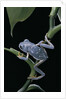 Pachymedusa dacnicolor (Mexican leaf frog) by Anonymous