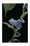 Pachymedusa dacnicolor (Mexican leaf frog) by Anonymous