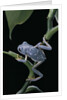 Pachymedusa dacnicolor (Mexican leaf frog) by Anonymous
