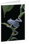 Pachymedusa dacnicolor (Mexican leaf frog) by Anonymous