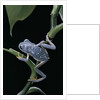 Pachymedusa dacnicolor (Mexican leaf frog) by Anonymous