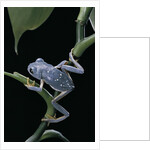 Pachymedusa dacnicolor (Mexican leaf frog) by Anonymous