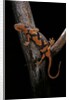 Pachytriton breviceps by Anonymous