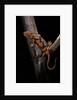 Pachytriton breviceps by Anonymous