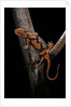 Pachytriton breviceps by Anonymous