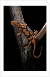 Pachytriton breviceps by Anonymous
