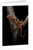 Pachytriton breviceps by Anonymous