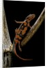 Pachytriton breviceps by Anonymous