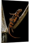 Pachytriton breviceps by Anonymous