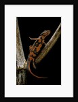 Pachytriton breviceps by Anonymous