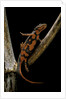 Pachytriton breviceps by Anonymous