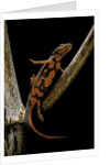 Pachytriton breviceps by Anonymous