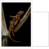 Pachytriton breviceps by Anonymous