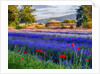 Tent in Lavender field by Anonymous