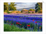 Tent in Lavender field by Anonymous