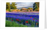 Tent in Lavender field by Anonymous