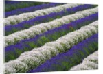 Rows of Lavender With Poppies by Anonymous